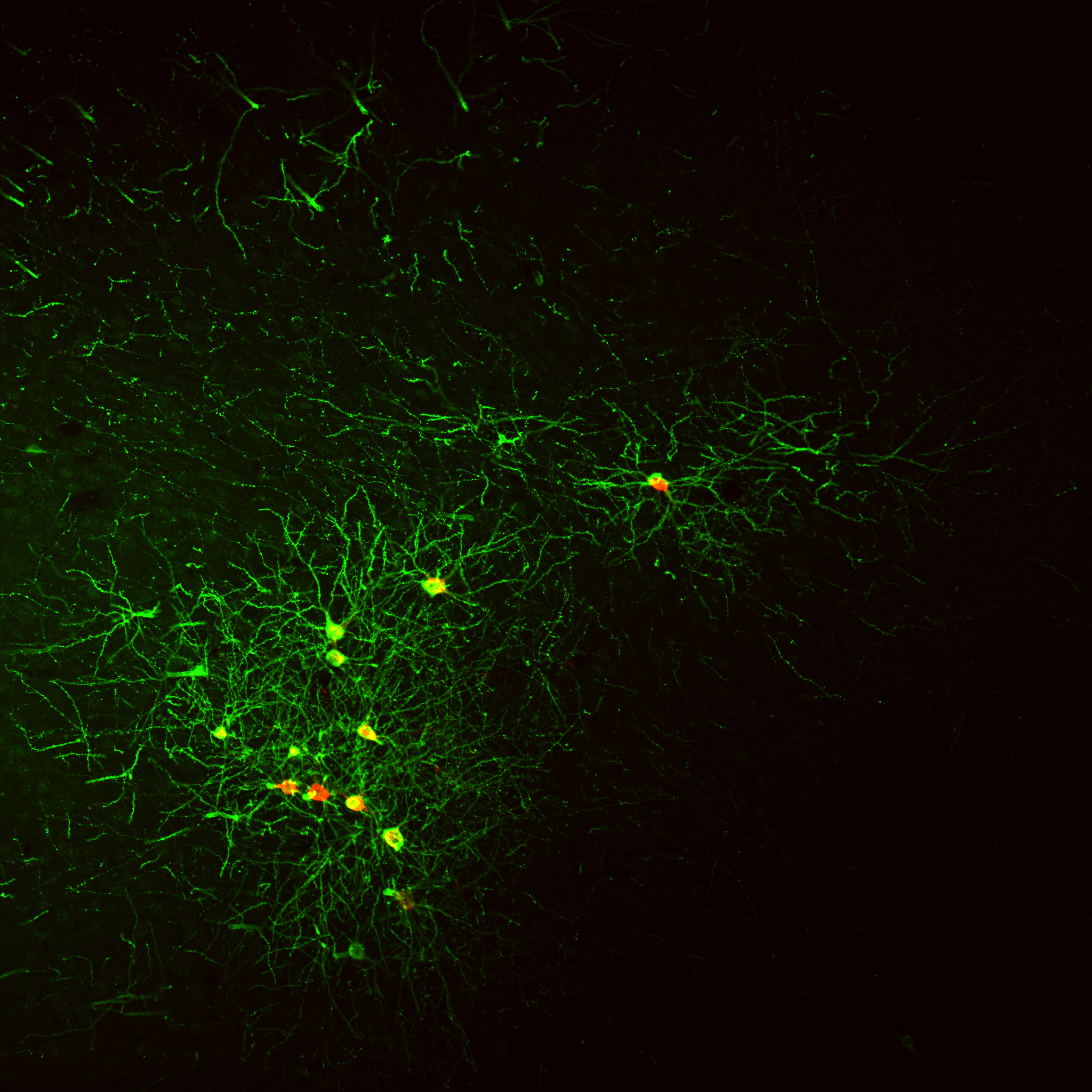 Addgene: AAV Data Hub - pAAV-hSyn-DIO-mCherry in Rat (AAV8) Addgene: AAV Data Hub - pAAV-hSyn-DIO-mCherry in Rat (AAV8)